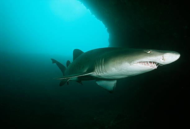 aliwal shoal, oceano índico, áfrica do sul, o tubarão-touro - sand tiger shark - fotografias e filmes do acervo