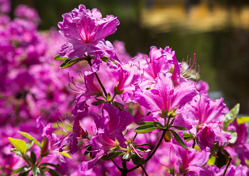 flowers tulips growing in the park, growing flowers