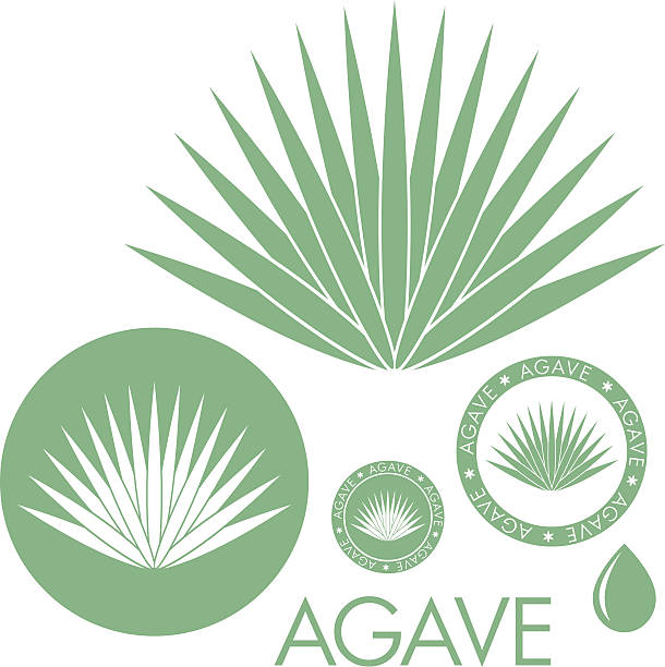 Agave Agave (EPS) + ZIP - alternate file (CDR) agave plant stock illustrations