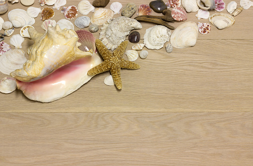 a top corner border of seashells on a wooden background