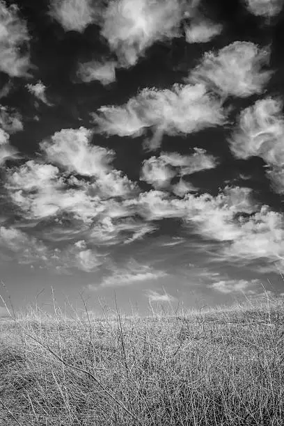 A black and white shot of wild dry brush on a hill with bright white clouds in the background.