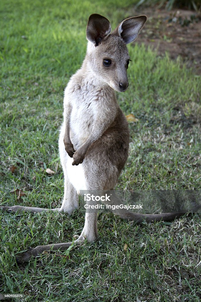 Piccolo di canguro 3919 - Foto stock royalty-free di Allerta