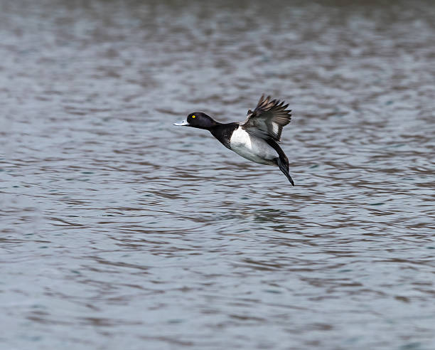 istock Common Goldeneye Takes Off 480935676