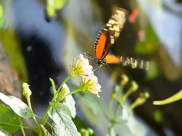 butterfly landing on a yellow flower in a natural park