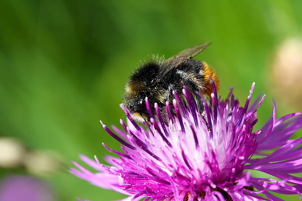 istock Bumblebee on a crimson flower 480938368