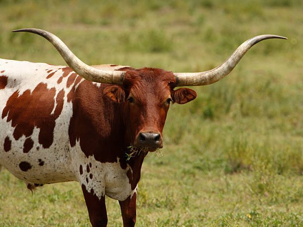 orange et blanc, buffle - texas longhorn cattle bull cattle ranch photos et images de collection