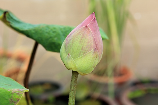 Pink lotus (lotus, flower, buddhism)