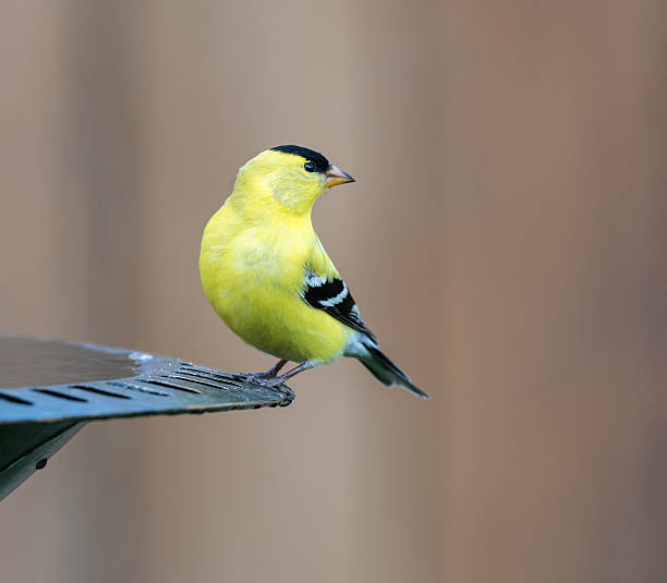 istock American Goldfinch (Male) 480938782