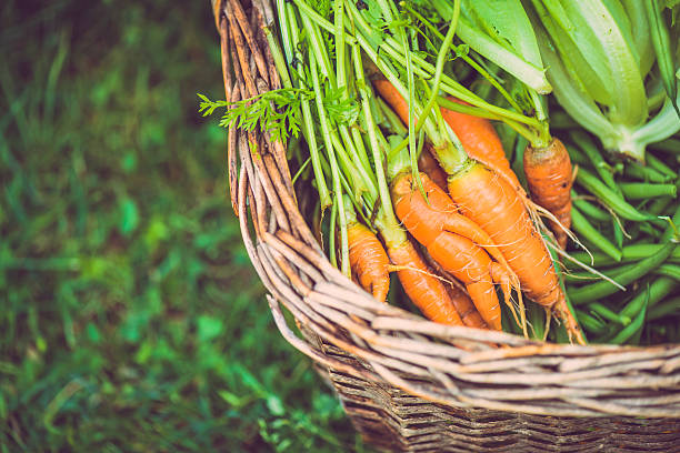 istock Carrots in the Basket 480938969