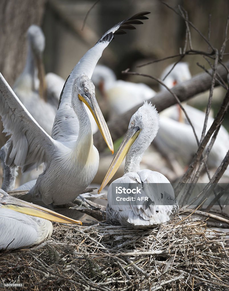 Pelican caldo - Foto de stock de Agua libre de derechos