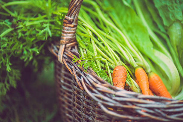 istock Carrots in the Basket 480938985