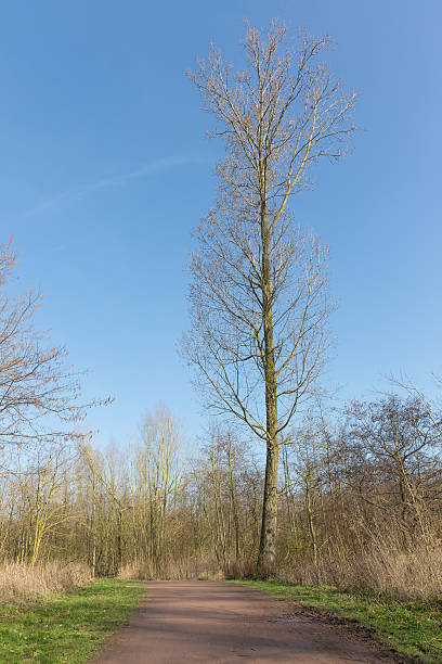 un arbre sans feuillage en néerlandais paysage en bois - bare tree tree single object loneliness photos et images de collection