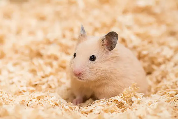 Golden Hamster in wood chips.