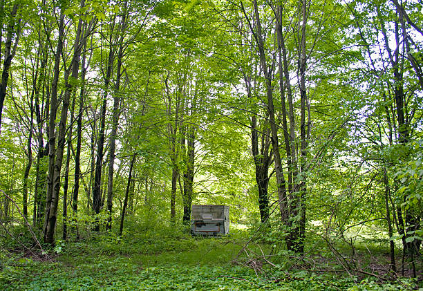 istock Old Trailer In the Woods 480939253