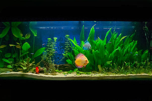 istock Aquarium with some tropical fisches 480939404