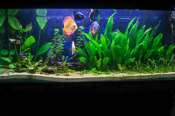 istock Aquarium with some tropical fisches 480939406