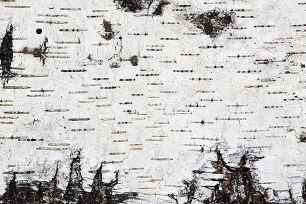 인명별 버치 나무껍질 배경기술 질감 - birch bark birch tree textured 뉴스 사진 이미지