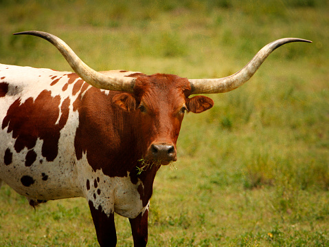 Texas longhorn abstract.