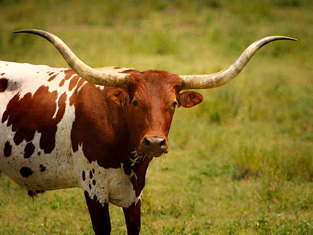 longhorn branco e laranja. - texas texas longhorn cattle cattle ranch - fotografias e filmes do acervo