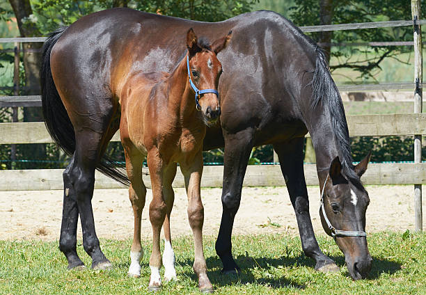 istock Light brown foal with its mother 480940012