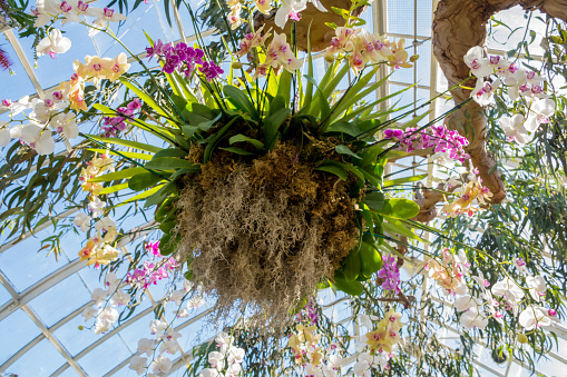 Hanging basket of orchids at the orchid show in New York botanical garden in Bronx, New York
