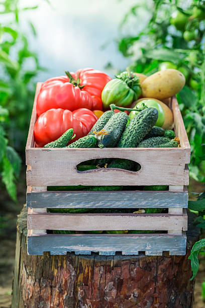 istock Harvested vegetables in wooden box 480940506