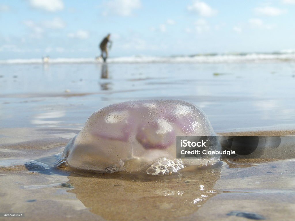 보름달물해파리 - 로열티 프리 모래 스톡 사진