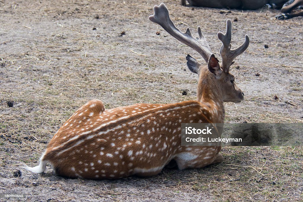 Deer in the woods 2015 Stock Photo