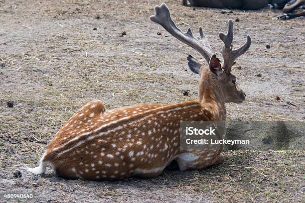 Deer In The Woods Stock Photo - Download Image Now - 2015, Animal, Animal Wildlife