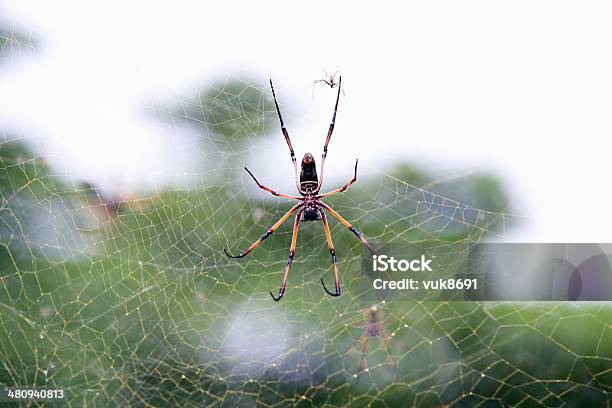 Araña Palm Foto de stock y más banco de imágenes de Araña australiana - Araña australiana, Aire libre, Al revés - Posición descriptiva