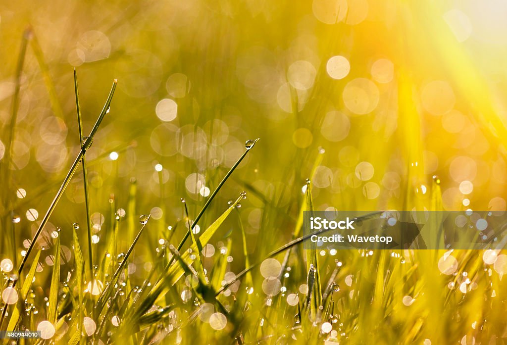 Morning dew Beautiful dew grass with drops in morning  2015 Stock Photo