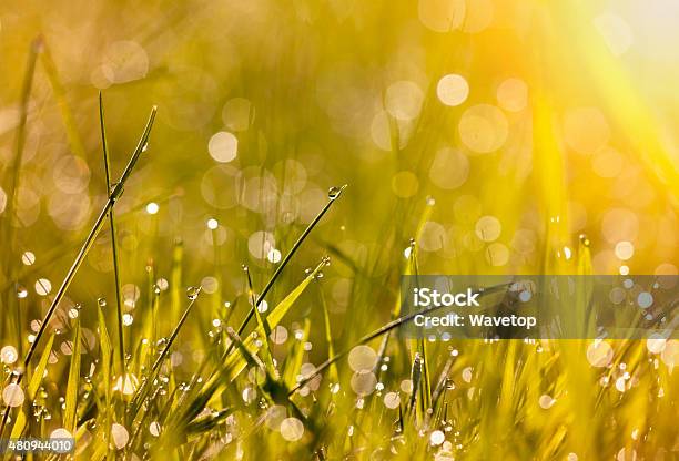 Morning Dew Stock Photo - Download Image Now - 2015, Abstract, Backgrounds