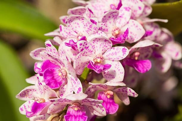 istock Rhynchostylis gigantea orchid 480944864