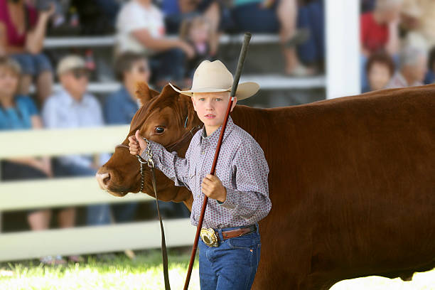 Showing at a County Fair Child showing a beef heifer at a 4-H show during the County Fair. bull aberdeen angus cattle black cattle stock pictures, royalty-free photos & images