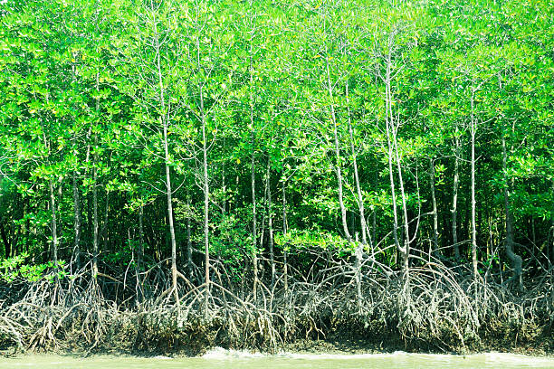 istock Mangroves, Low Tide, Thailand. 480945581