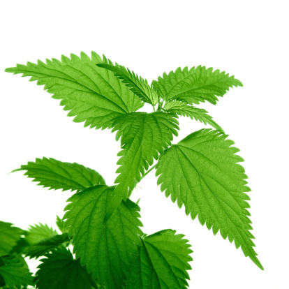 Close-up of nettle leaves isolated on white.