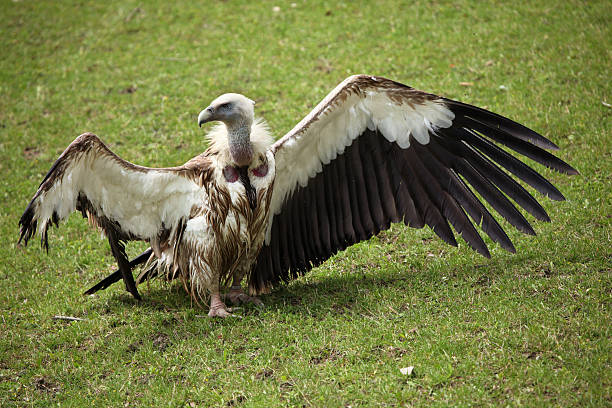 abutre-do-himalaia (gyps himalayensis). - griffon vulture imagens e fotografias de stock