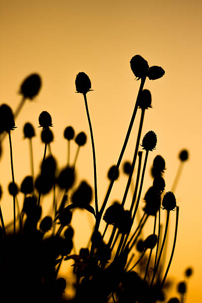 istock Flower of grass at sunset 480949781