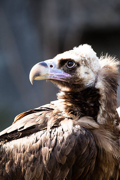 istock Cinereous Vulture portrait 480949805