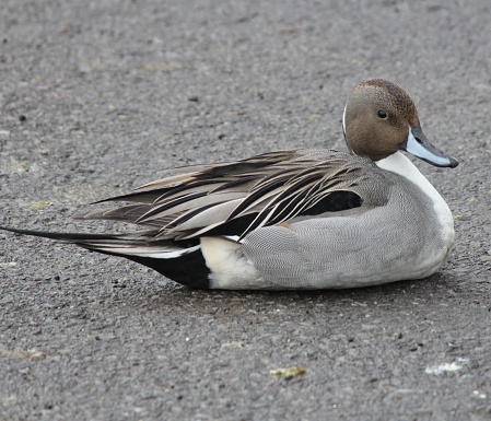 A male Northern Pintail duck (Anas acuta) lying on a snowless area of parking lot next to frozen over pond in southern Ontario