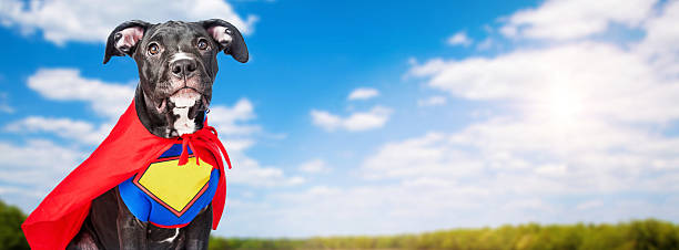 istock Superhero Dog With Blue Sky Background 480951204