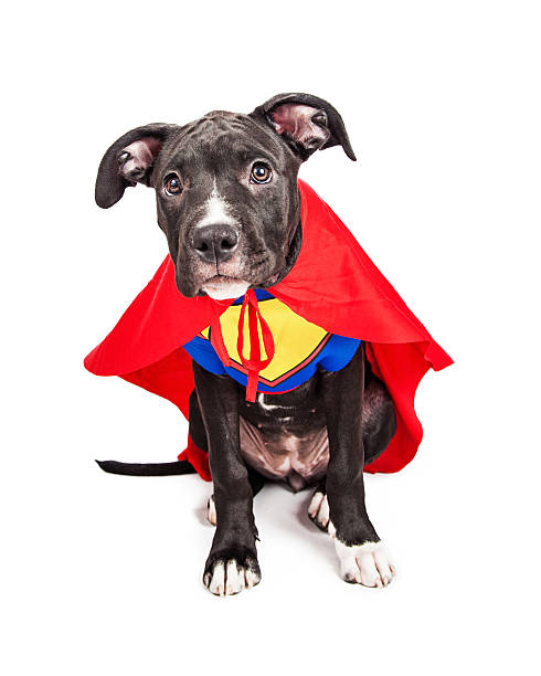 istock Cute Superhero Puppy Dog 480951206