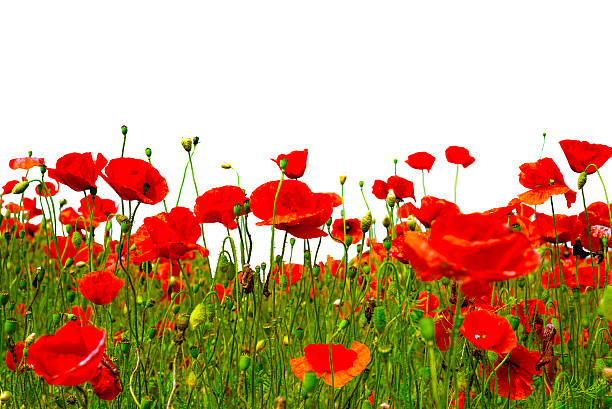 Red isolated poppies on white background A lot of red isolated poppies and gras on white background poppy field stock pictures, royalty-free photos & images