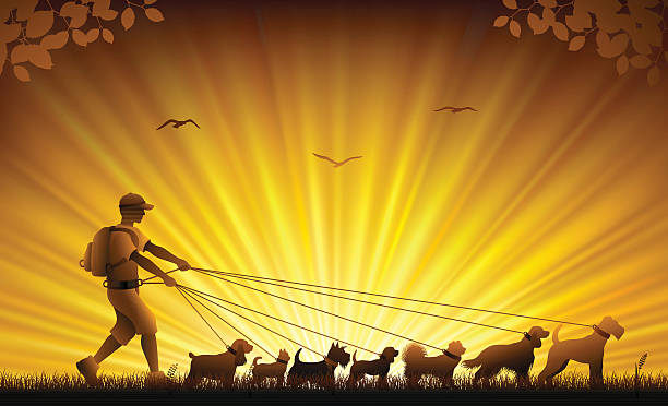 Dog Walker High Resolution JPG,CS6 AI and Illustrator EPS 10 included. Each element is named,grouped and layered separately. Very easy to edit. cocker spaniel poodle mix stock illustrations