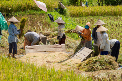 Bali, Indonesia - March 15, 2014: A group of female workers harvest manually the rice paddy in Bali, Indonesia.