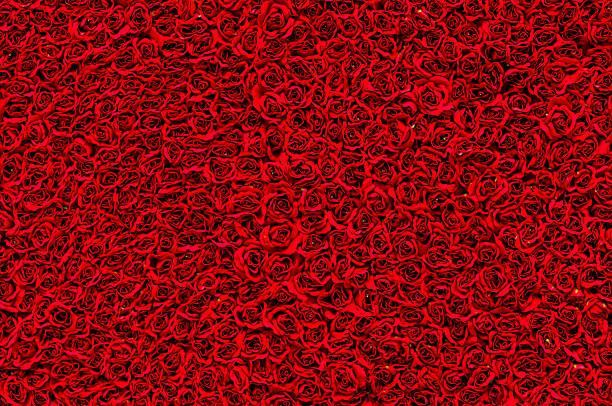 istock High angle view of many red roses 480952983