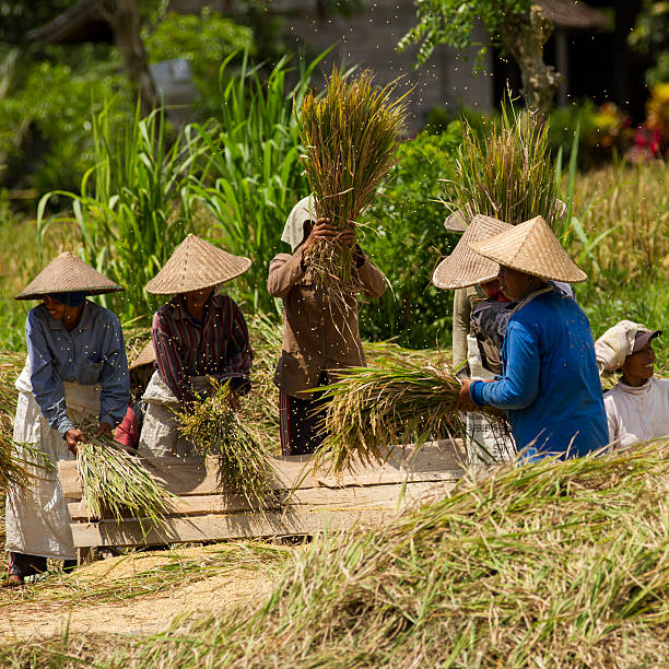riso harvest - developing countries farmer rice paddy asia foto e immagini stock