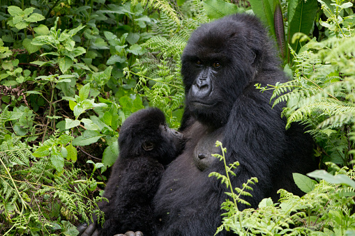 Mother Gorilla with her breast-feeding baby in the Virunga National Park in Rwanda