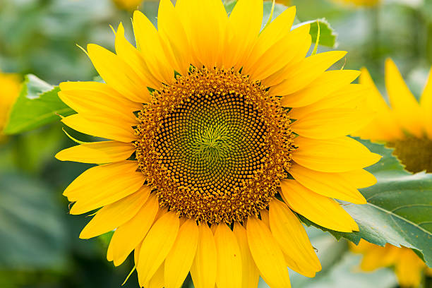 istock Close-up shot of alone sun flower. 480955204