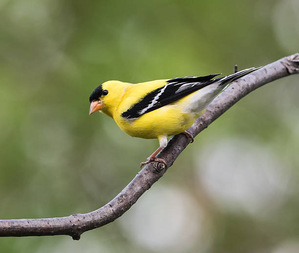istock American Goldfinch (Male) 480955278
